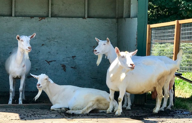 new moon farm sanctuary horses goats rescue beards