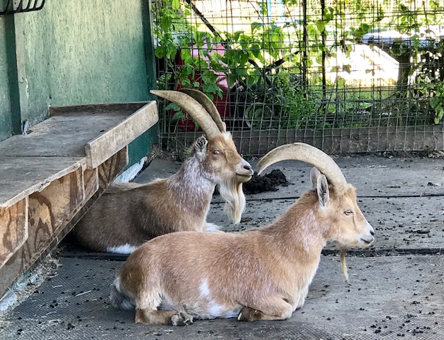 new moon farm sanctuary horses goats rescue horns