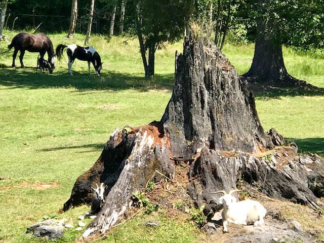 new moon farm sanctuary horses goats rescue pasture