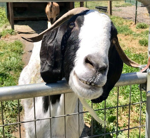 new moon farm sanctuary horses goats rescue vegan funny
