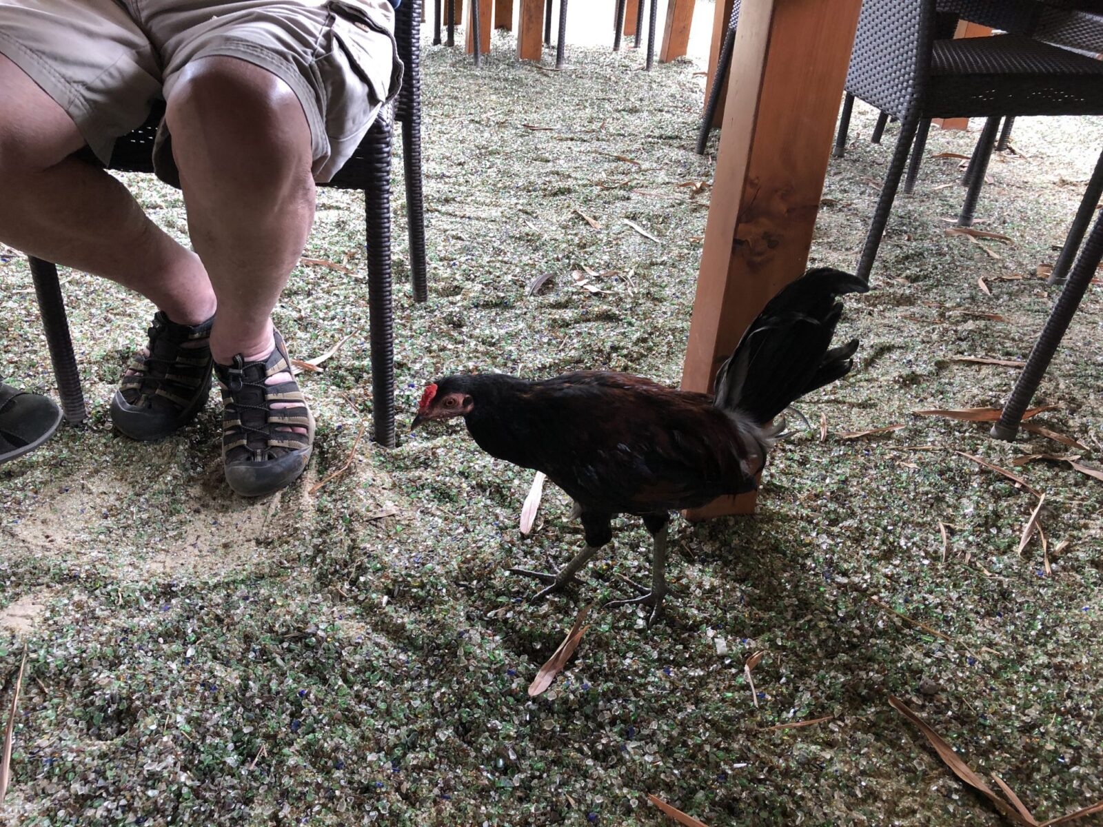 to Paradise! Vegan Eats with a Hawaiian Flair! UnchainedTV