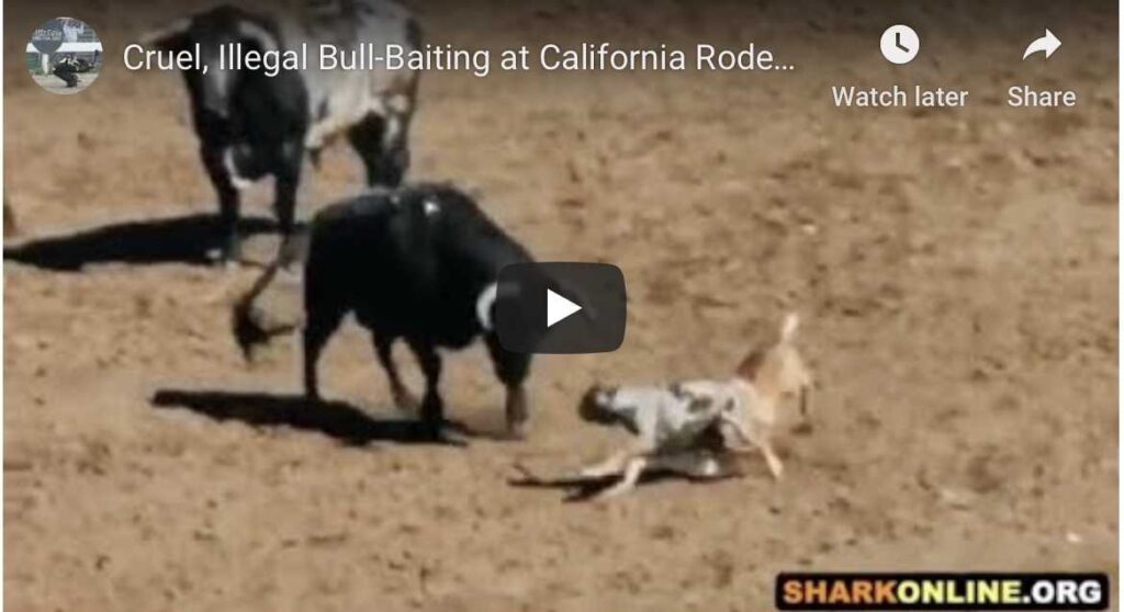 Rodeo at Salinas