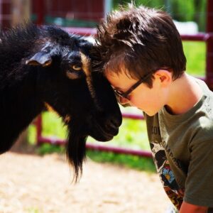 Vegan Evan hanging out with a goat.