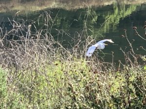 large bird flying through wetlands: this is his or her home.