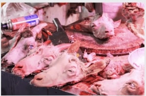Animals slaughtered in close proximity to humans, food, and other species creates unsanitary spillover of bacteria, and is a hotbed for cross contamination