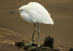 Egrets would lose their habitats. Photos provided by 