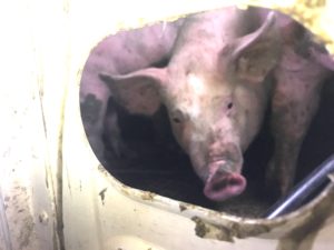 pigs on the way to slaughter