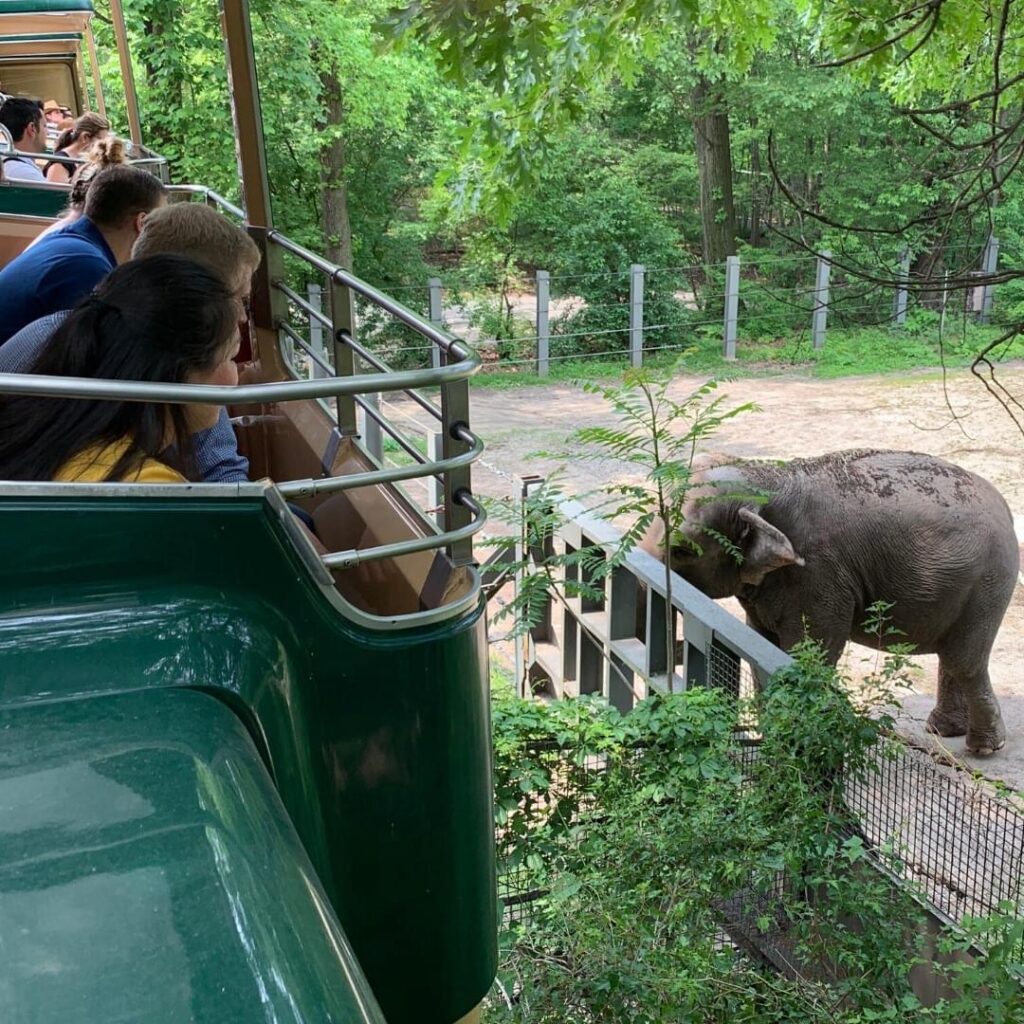 Happy the elephant in Bronx zoo