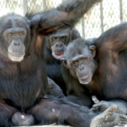 These bonded chimps hope to stay together as they are moved to their new homes.