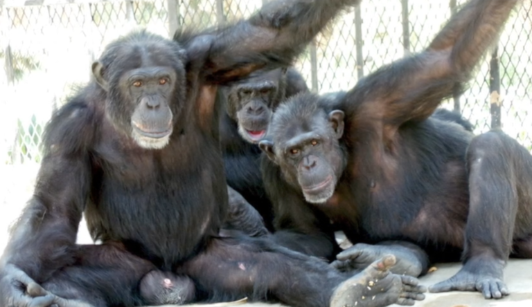 These bonded chimps hope to stay together as they are moved to their new homes.