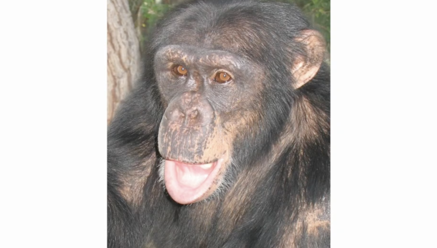 Chimps need your help