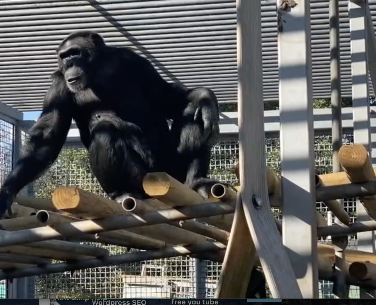 These chimps need your help
