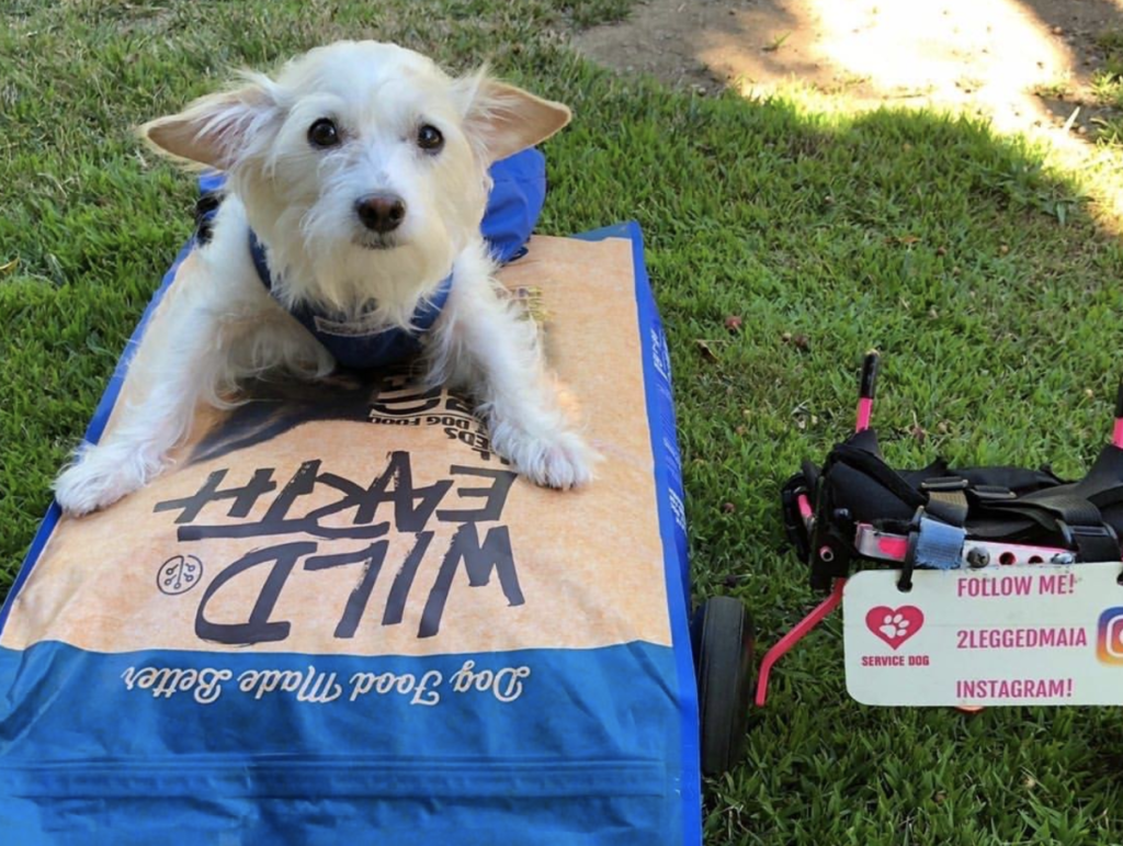 3 Reasons for Your Dog to Go Vegan UnchainedTV