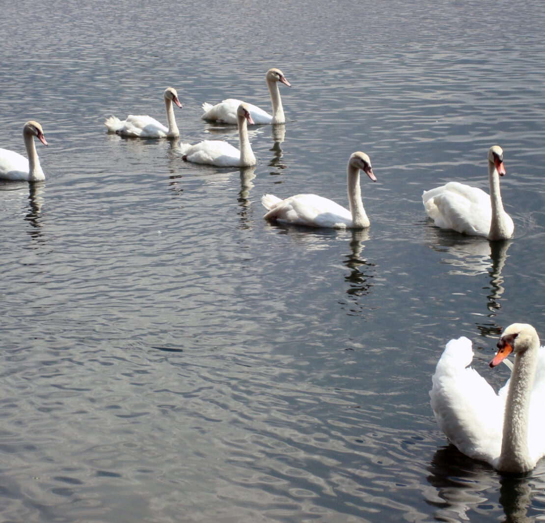 Swans defending home