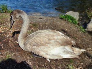Swans at risk