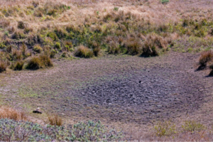 Tule Elk Dying of Thirst as Ponds Dry Up