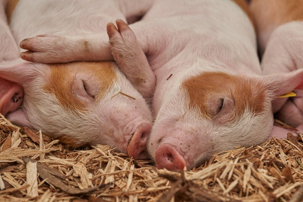 Pigs are clean! Speciesism