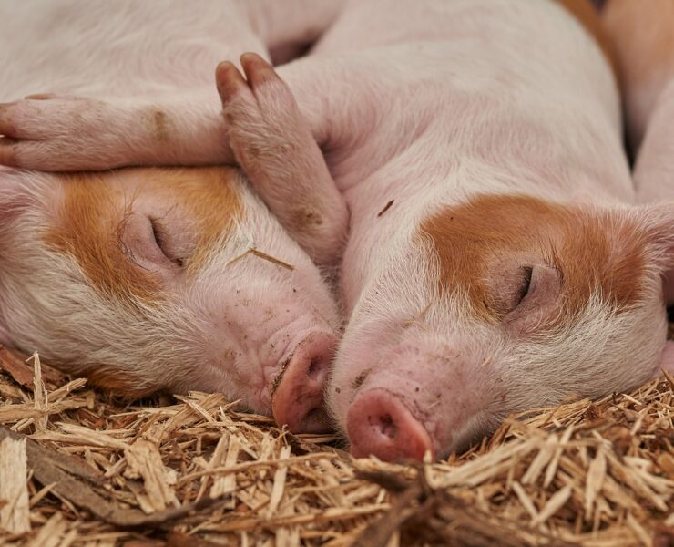 Pigs are clean! Speciesism