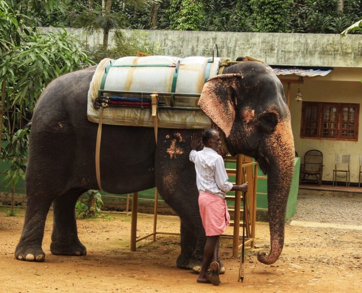Help free the elephants of India from a lifetime of suffering.
