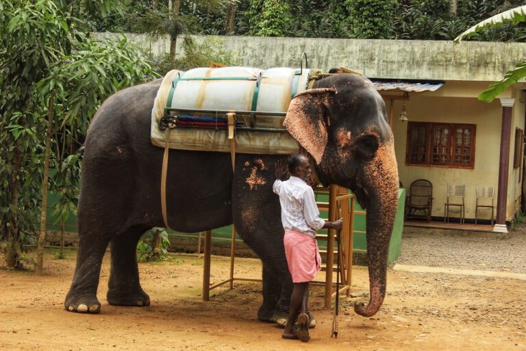 Help free the elephants of India from a lifetime of suffering.
