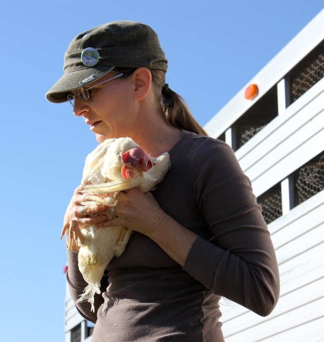 animal activist rescues chicken