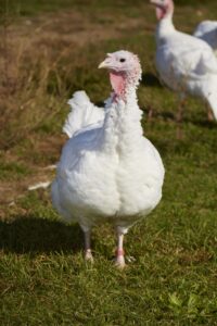 Sponsor a turkey like Amy!