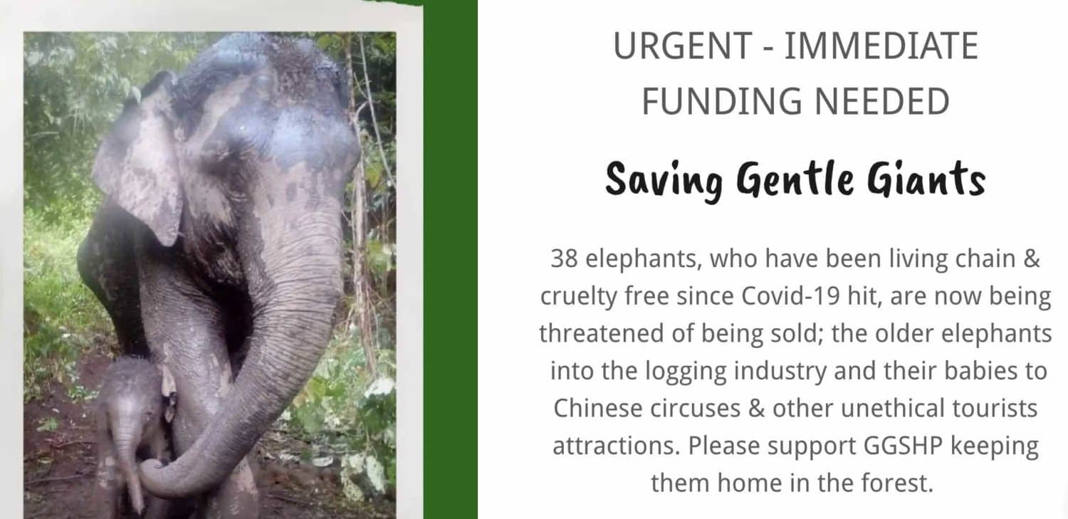 elephants in need of rescue