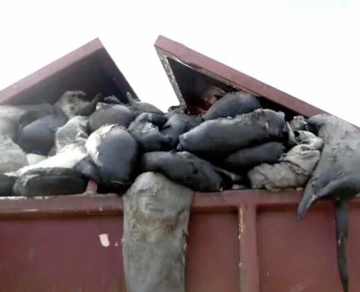 Mink Carcasses in Dumpster