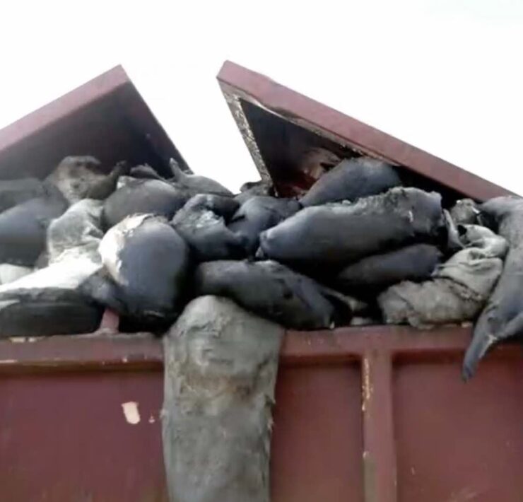 Mink Carcasses in Dumpster