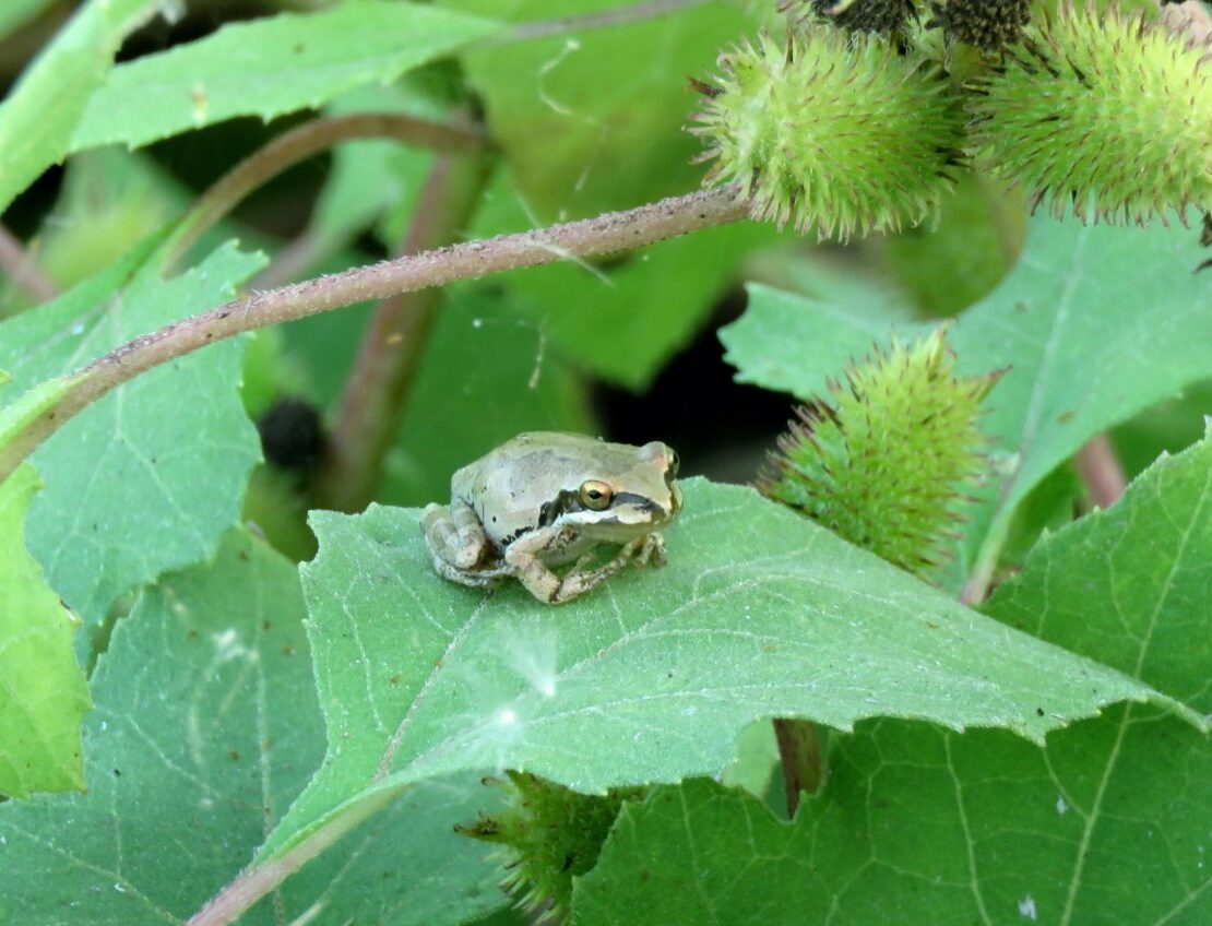 Frog at Ballona Wetlands