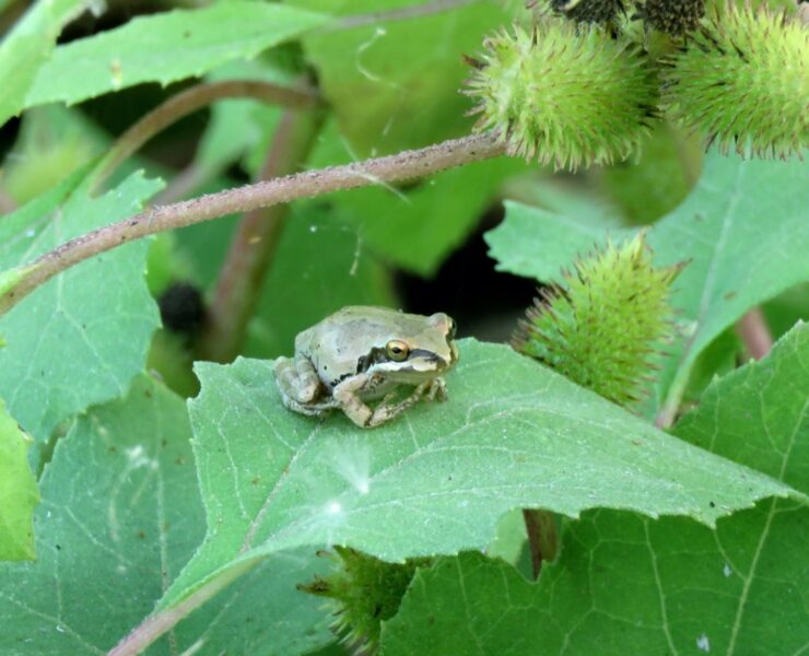 Frog at Ballona Wetlands