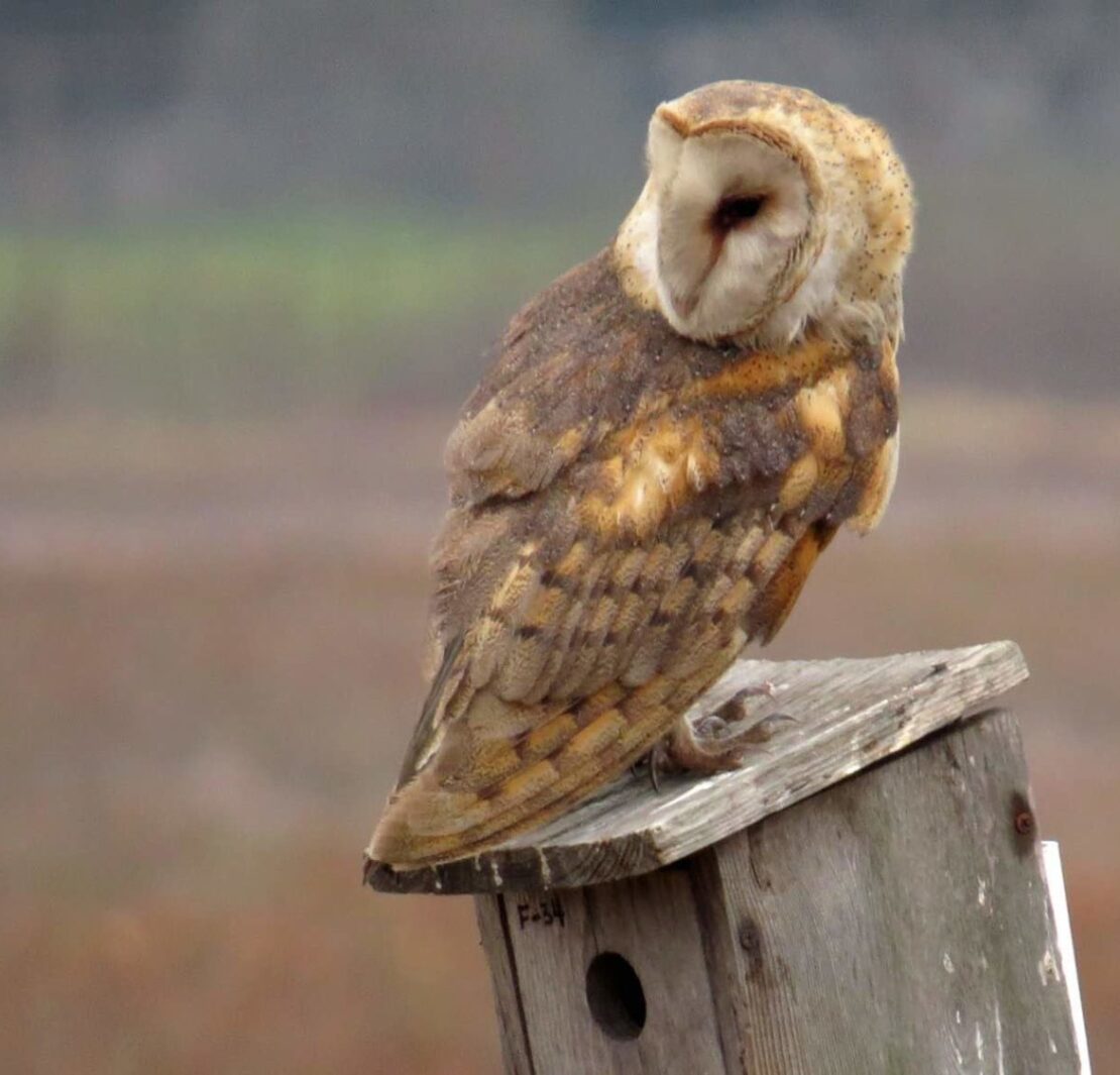 Owl at Ballona Wetlands