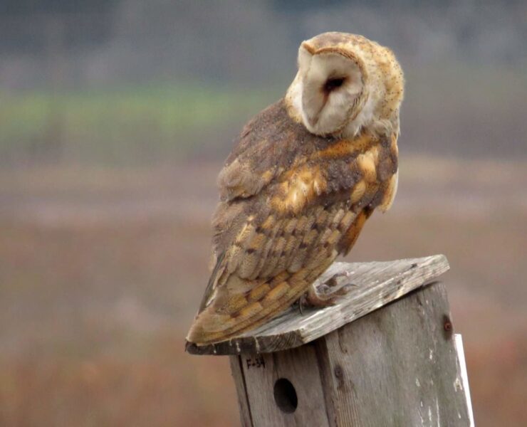 Owl at Ballona Wetlands