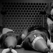 White Coat Waste feature