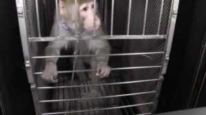 White Coat Waste NIH Monkeys