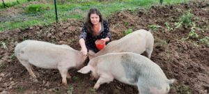 Jane Tredgett feeding three pigs