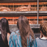 Three women from behind closely watching a truck with chickens