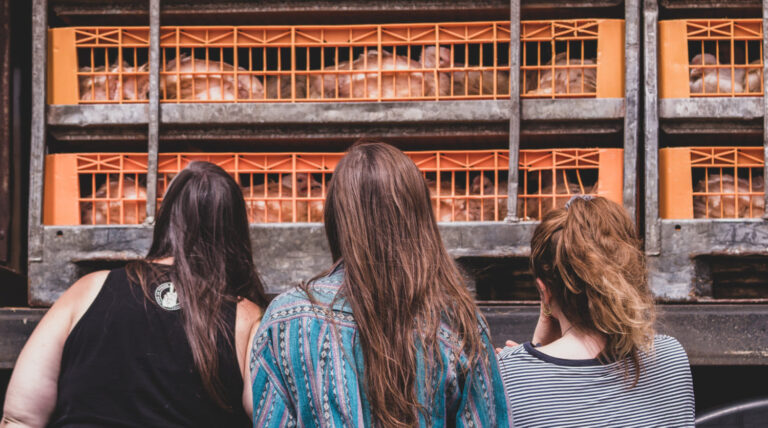 Three women from behind closely watching a truck with chickens