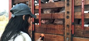 Young girl wearing a cap looking very close to a pig inside a truck, looking back to her