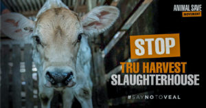 Calf inside a truck by the words "Stop True Harvest Slaughterhouse. #saynotoveal" 