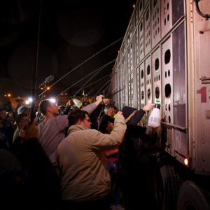 Many people taking photos and giving water to the animals inside a large truck