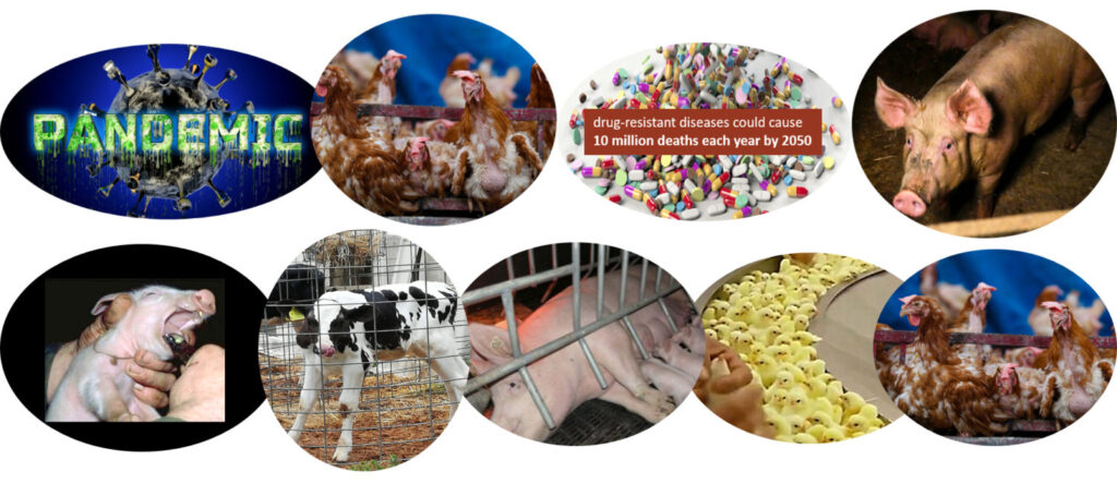 Composite images of factory farm animals, antibiotics and pandemics