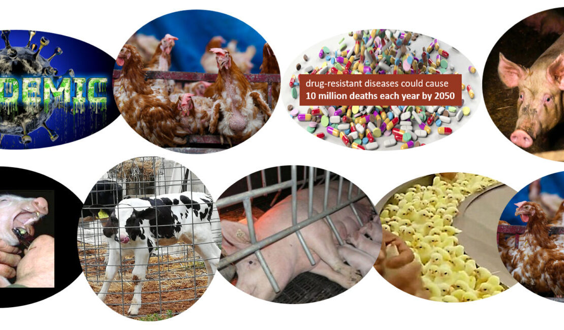 Composite images of factory farm animals, antibiotics and pandemics