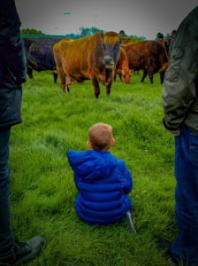 small boy sitting on the grass by two adults watching a cow looking at him