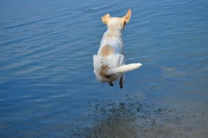 Dog from behind in mid air jumping into a body of water 