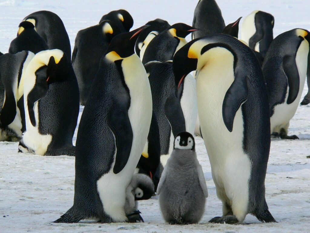 Penguins converge on snow.