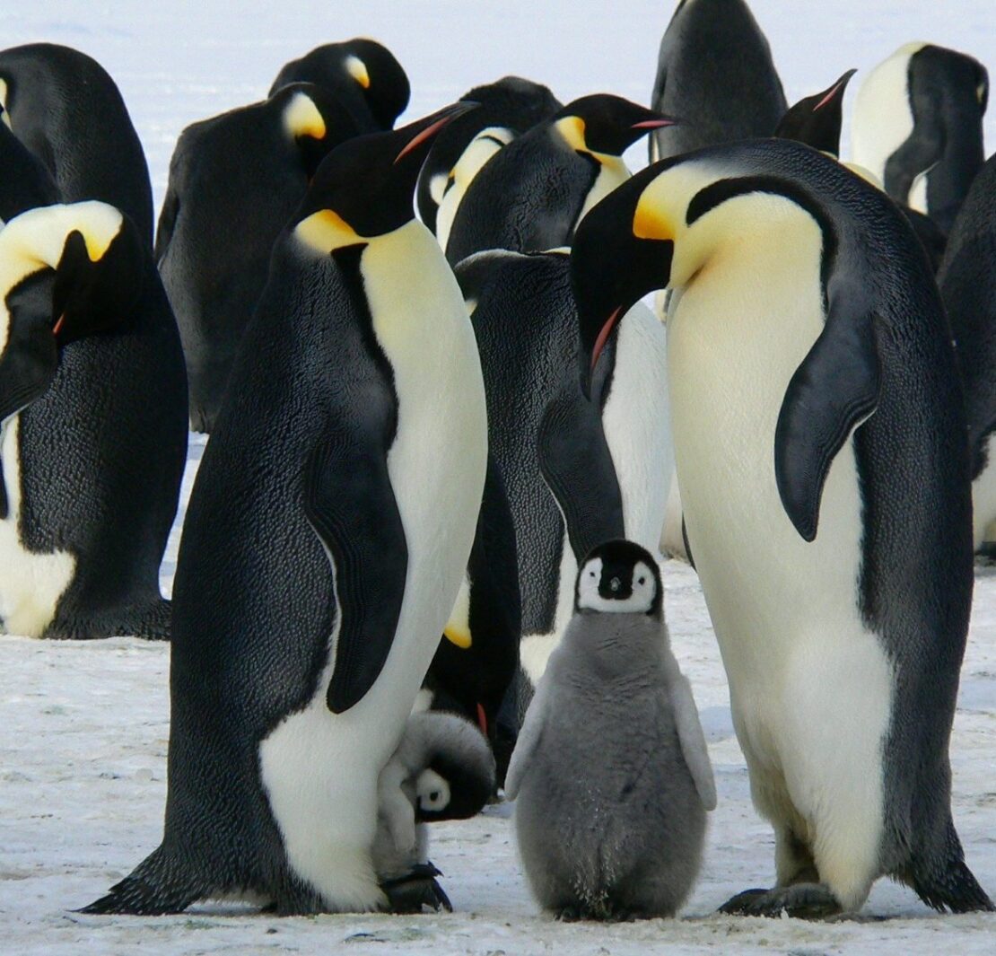 Penguins converge on snow.