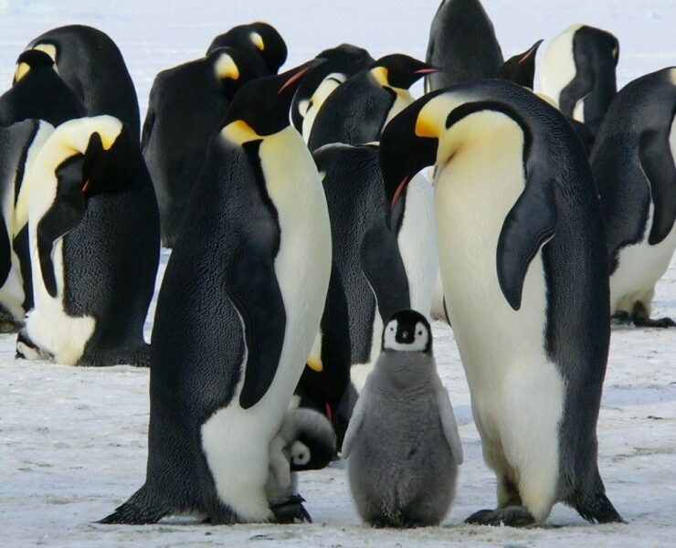 Penguins converge on snow.