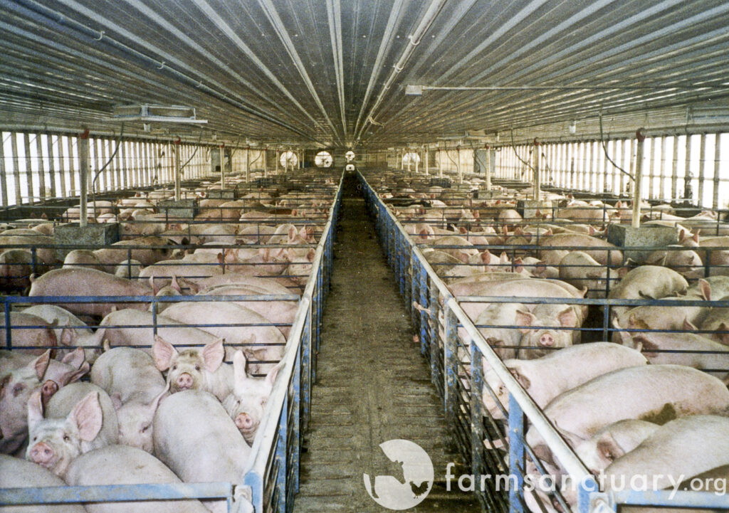 Pigs in a factory farm