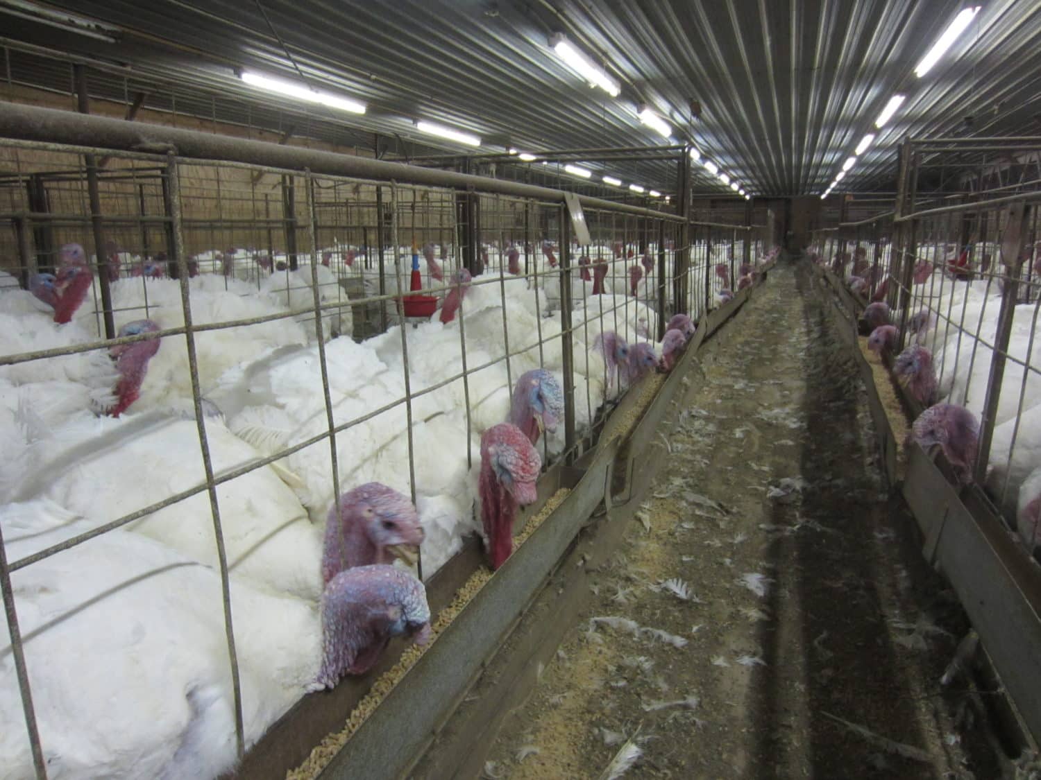Turkeys in side a factory farm
